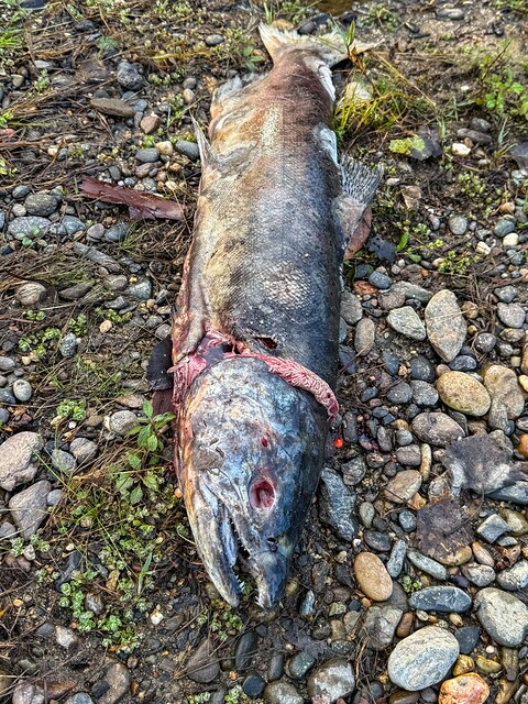 Decaying Salmon