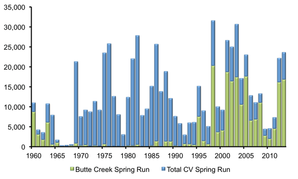 Fig. 1. A graph of spring-run salmon returns to the Central Valley (blue) with the contribution of Butte Creek spring-run (green)