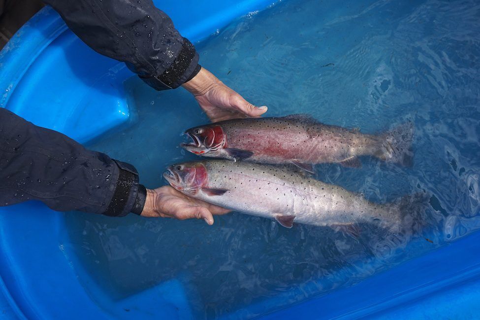 Lahontan Cutthroat Trout