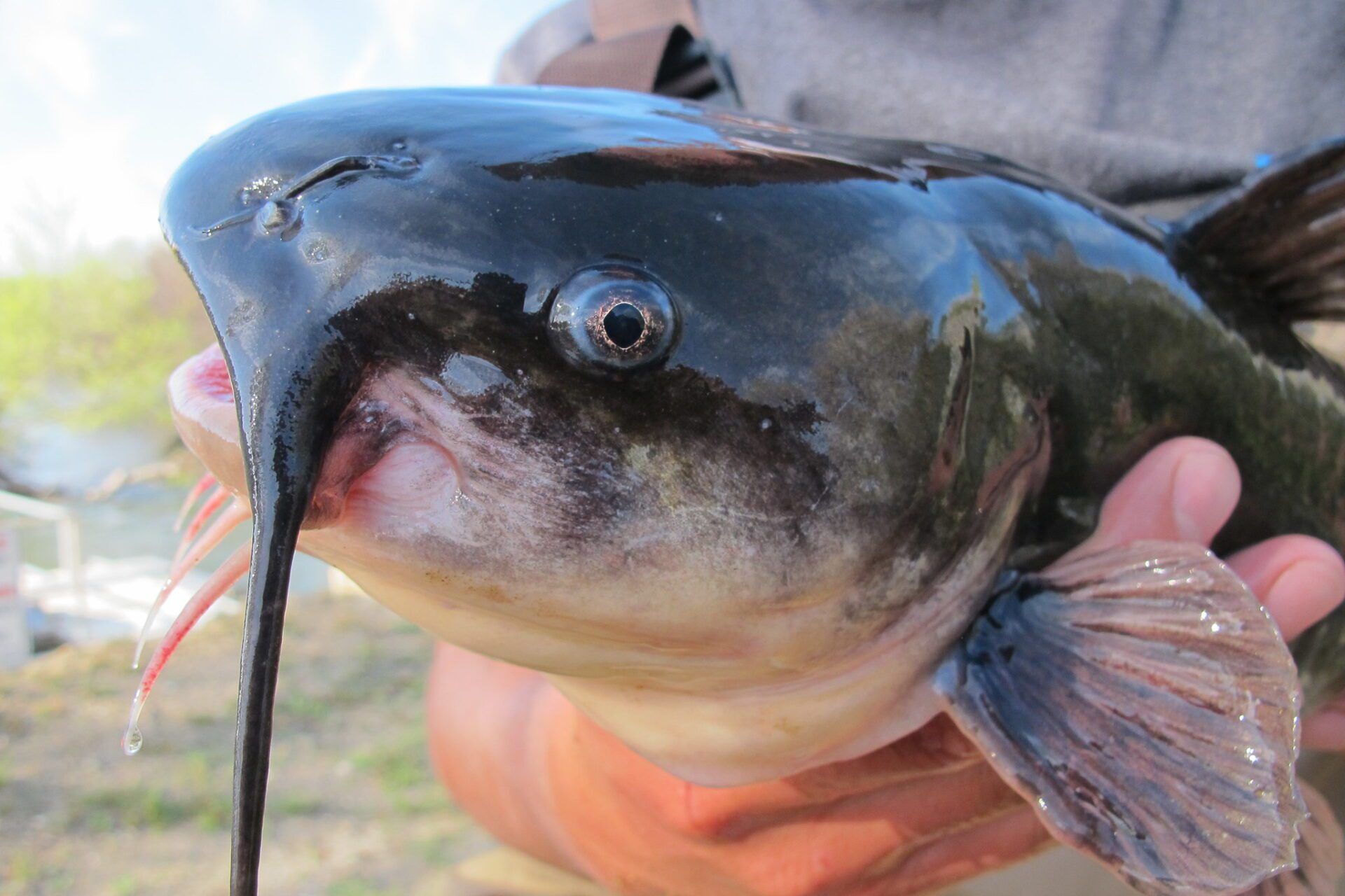 white catfish