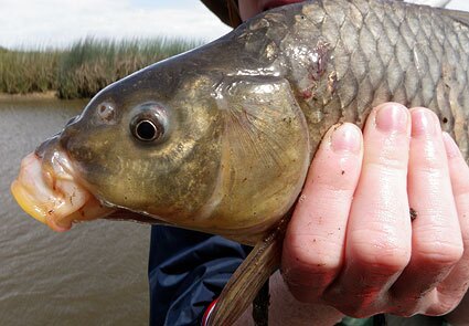 carp Cyprinus carpio freshwater species california