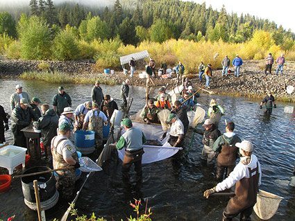 little-truckee-kokanee-egg-collection