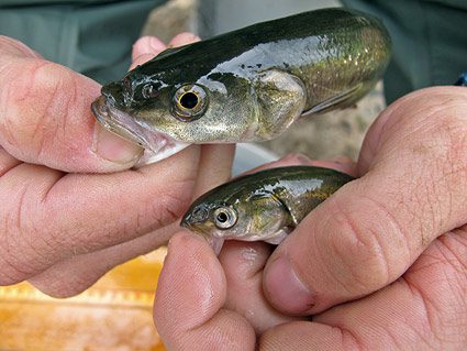 pikeminnow-hardhead pikeminnow-hardhead