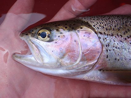rainbow-trout-rosy-cheeks rainbow-trout-rosy-cheeks
