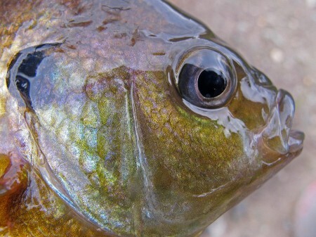 bluegill
