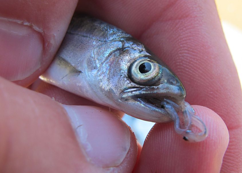 Chinook Salmon Smolt Prey