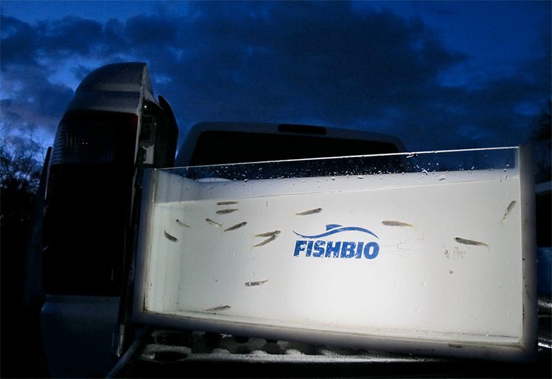 Chinook fry in the spotlight