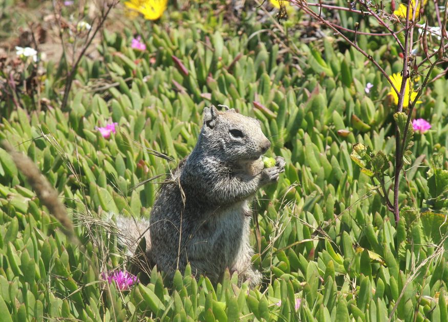 A California ground squirrel munches on iceplant