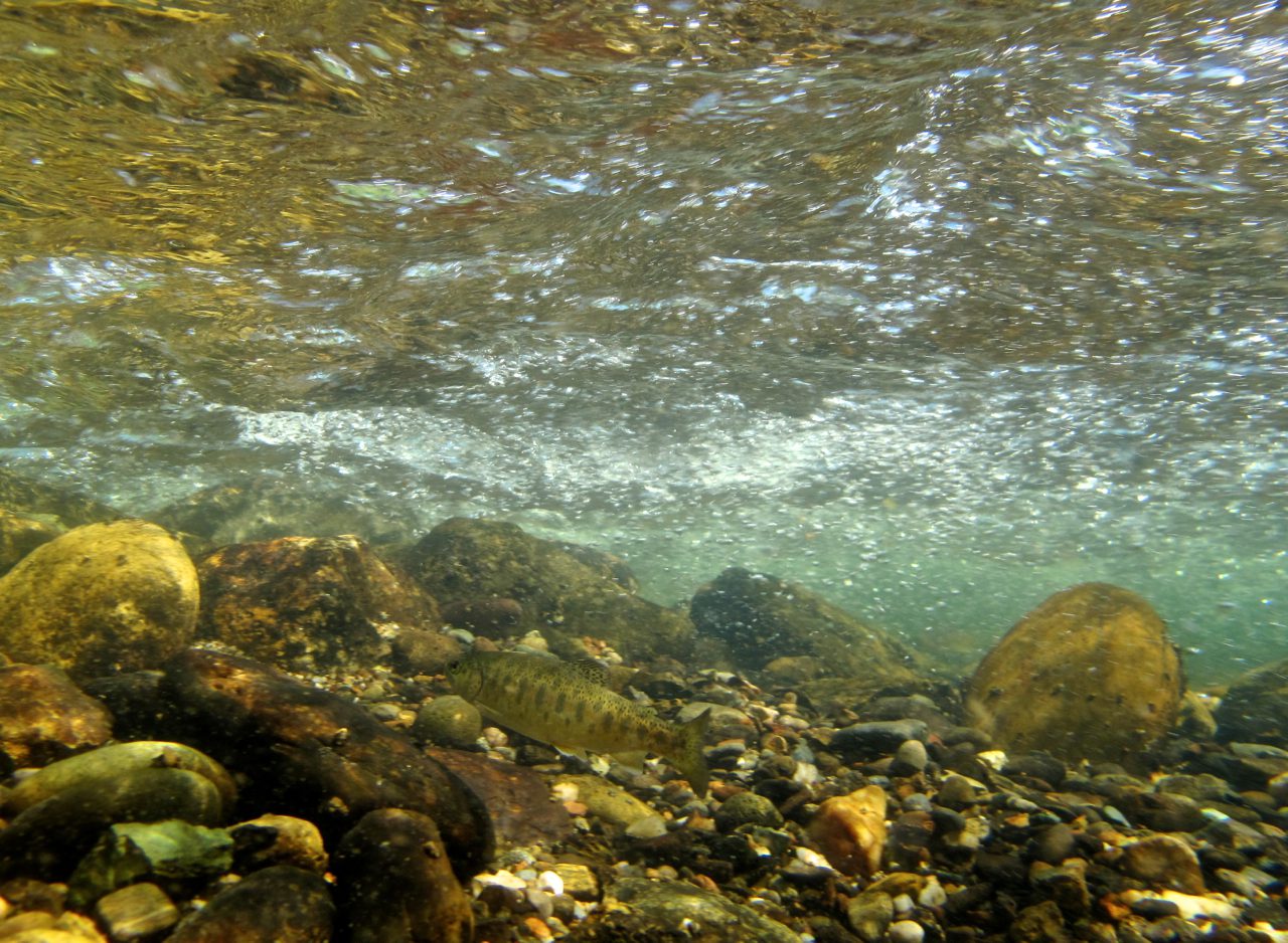 underwater trout