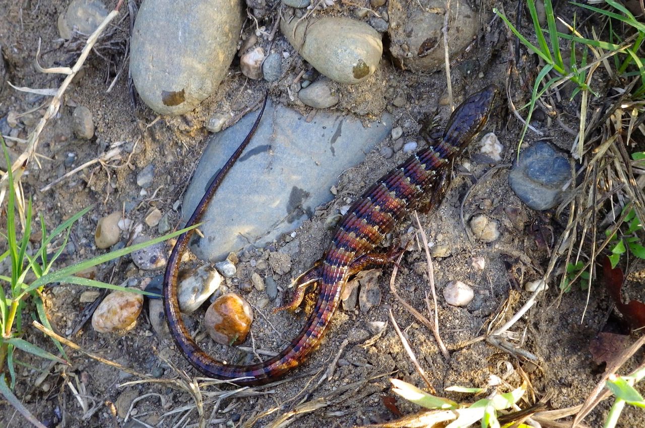 Alligator lizard catch
