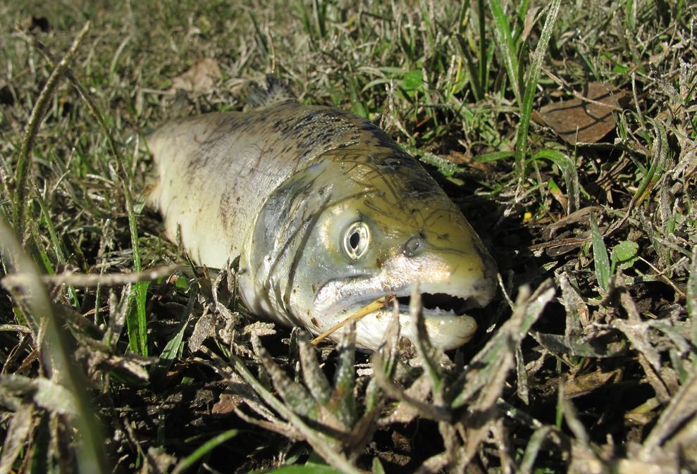 Salmon jack