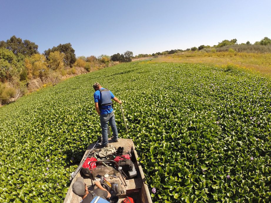 Hyacinth monitoring