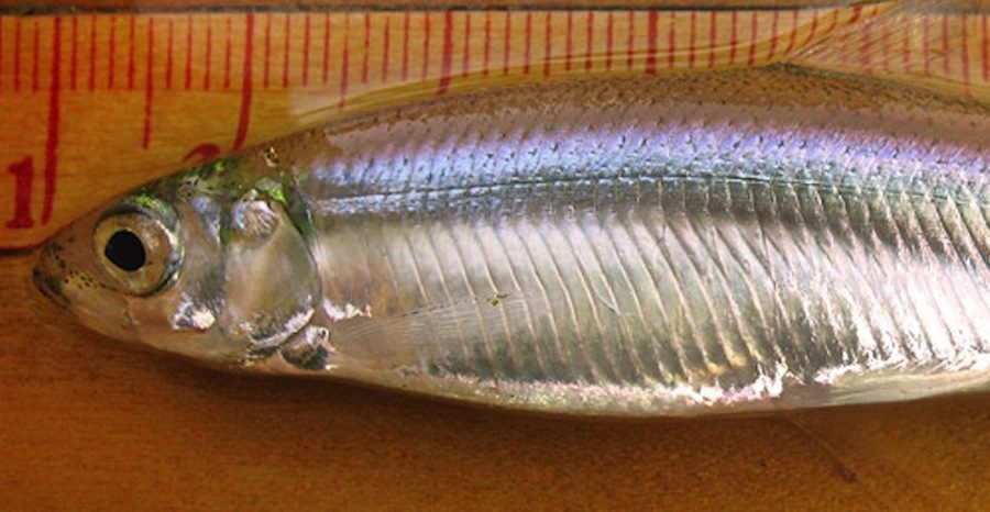 Delta smelt