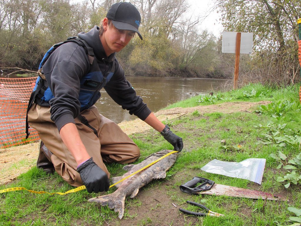 Measuring a Salmon Carcass_15419029053_l