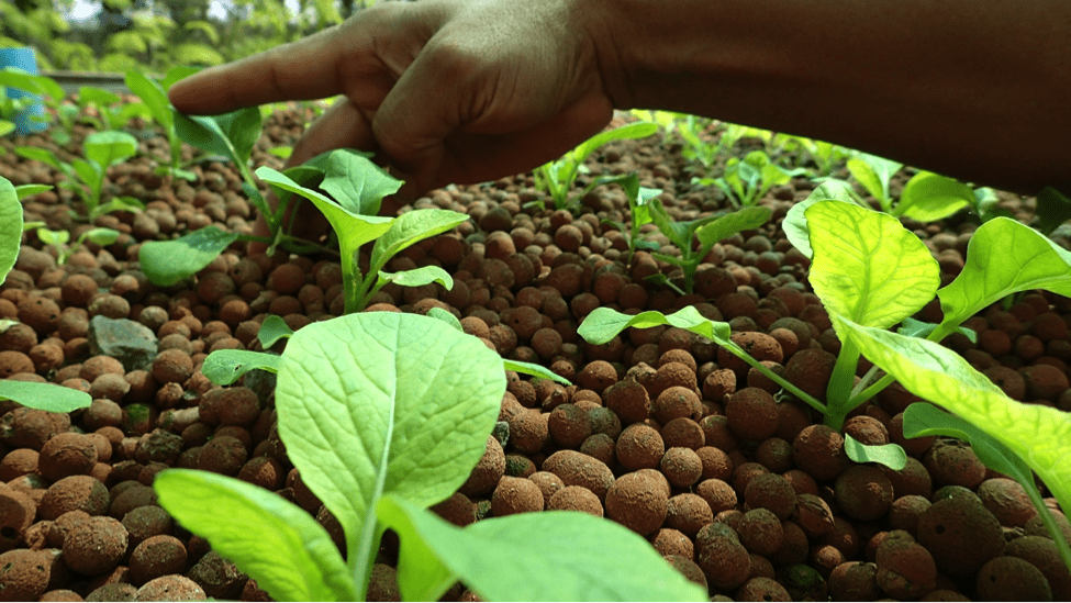 Aquaponic greens