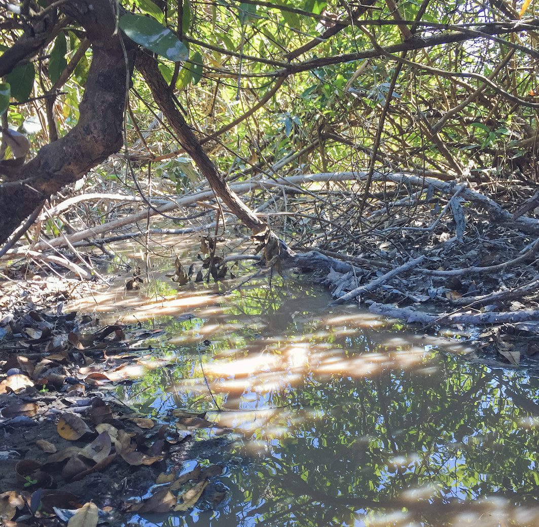 Eel fishing habitat