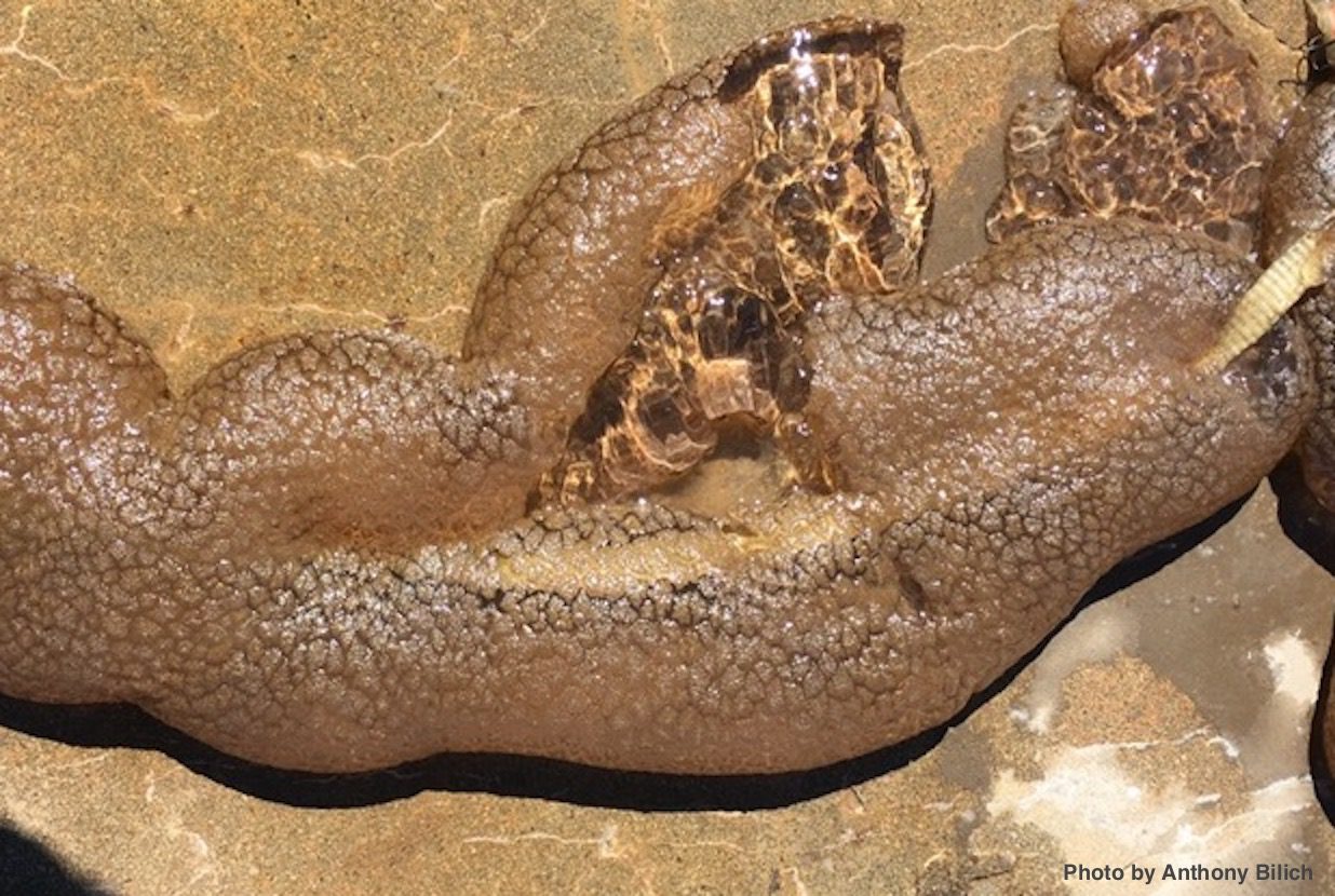 Freshwater Bryozoan