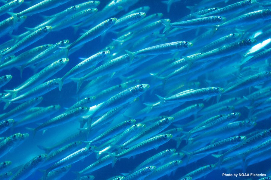 sardines NOAA