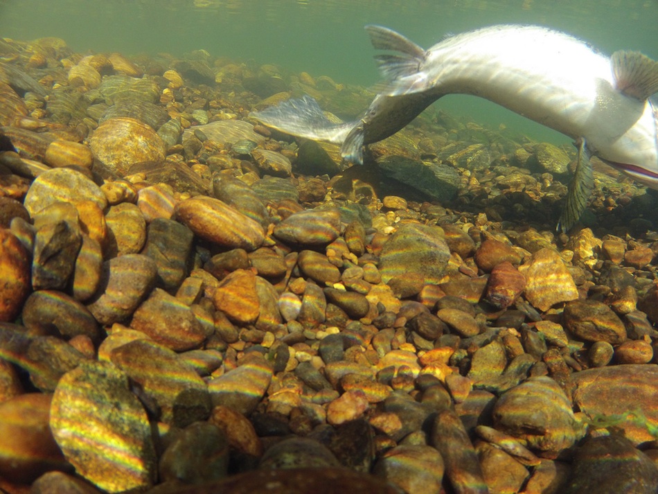 Spawning sockeye salmon