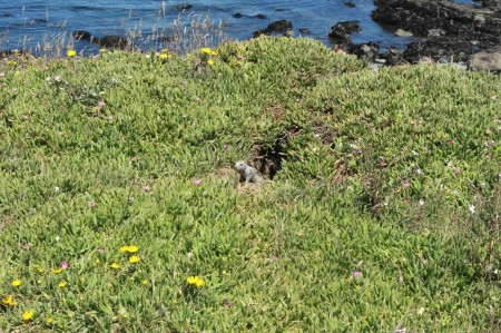 ground squirrel 2