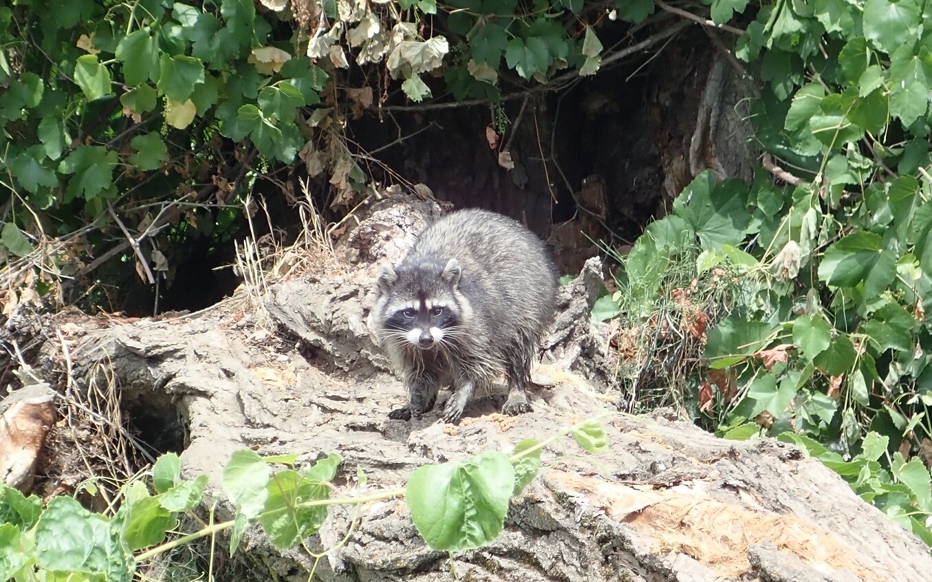 racoon