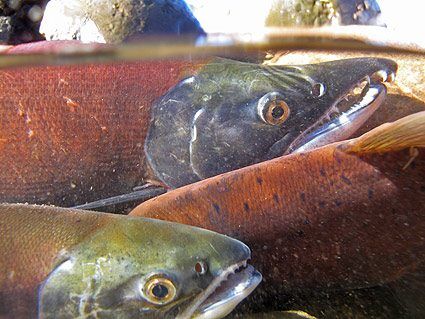 kokanee-red-skin