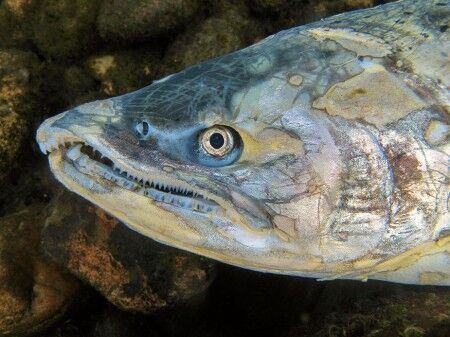 chinook salmon carcass survey