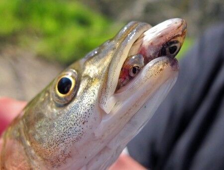 Sacramento Pikeminnow closeup