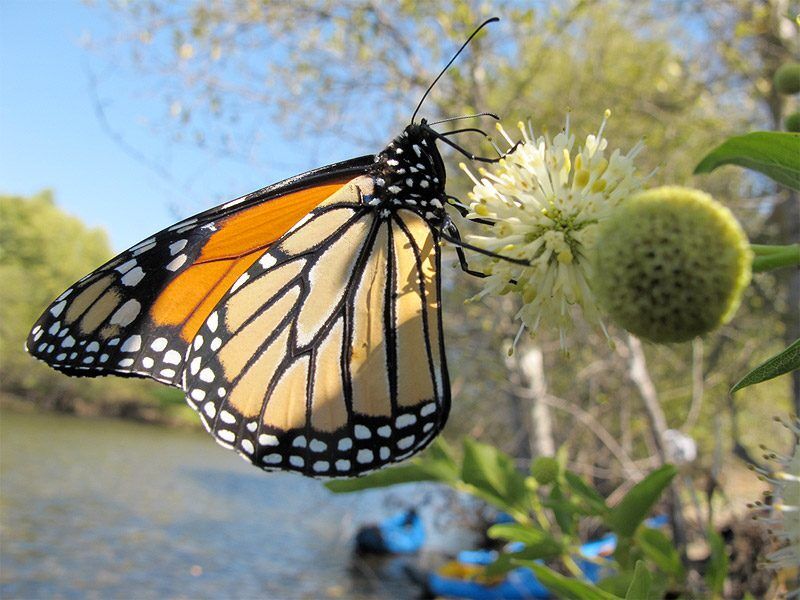 Monarch Butterfly