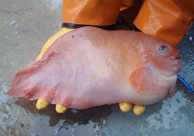 Marine snailfish