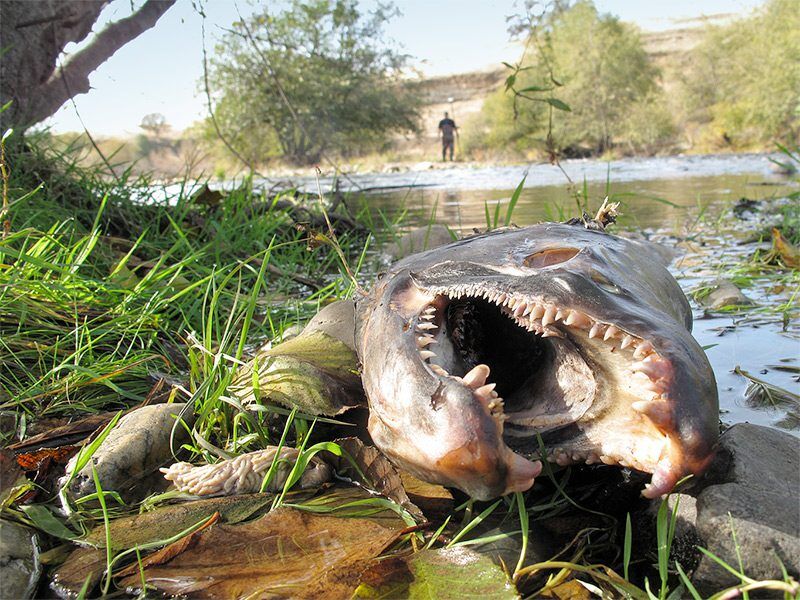 Salmon carcass