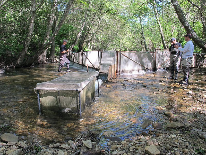 Smolt trap on Scott Creek