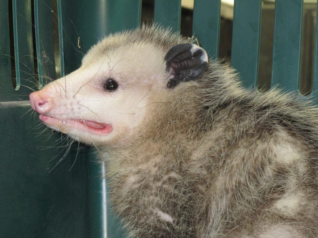 Opossum