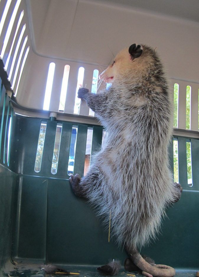 Opossum ready to be relocated