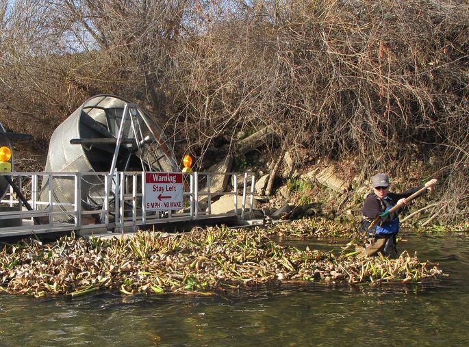 Battling water hyacinth