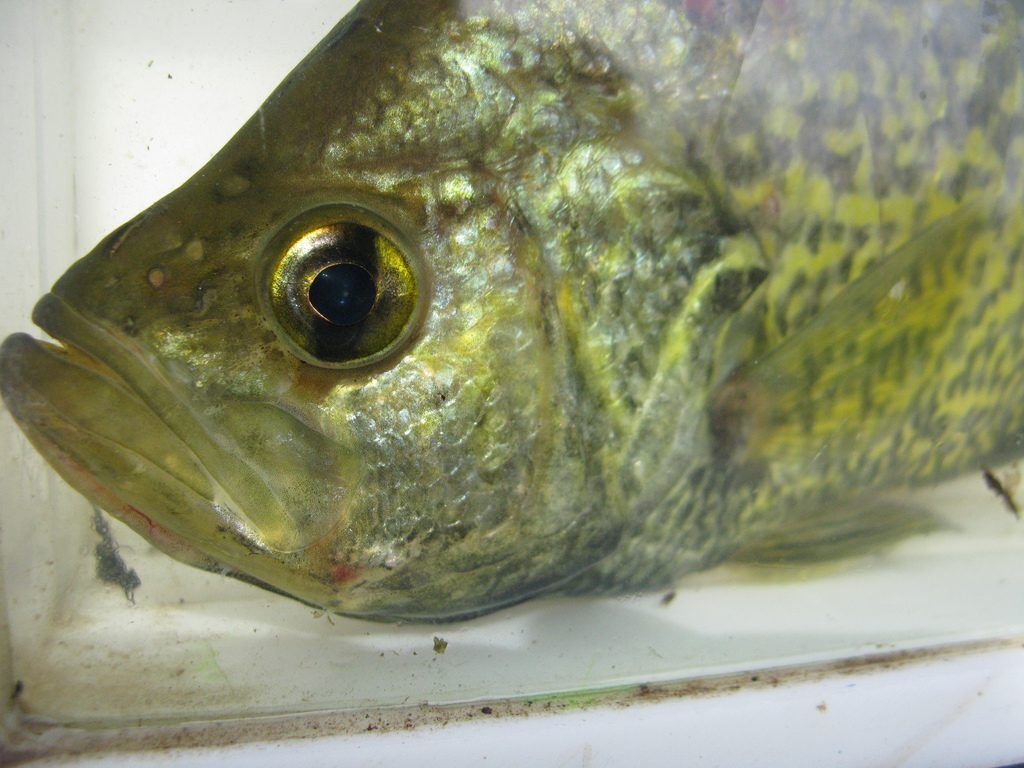 Black crappie closeup