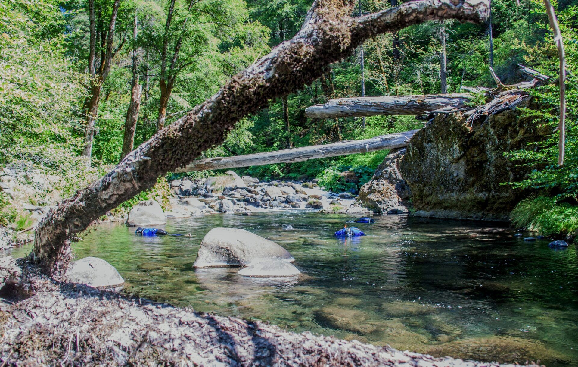 Deer Creek snorkel survey