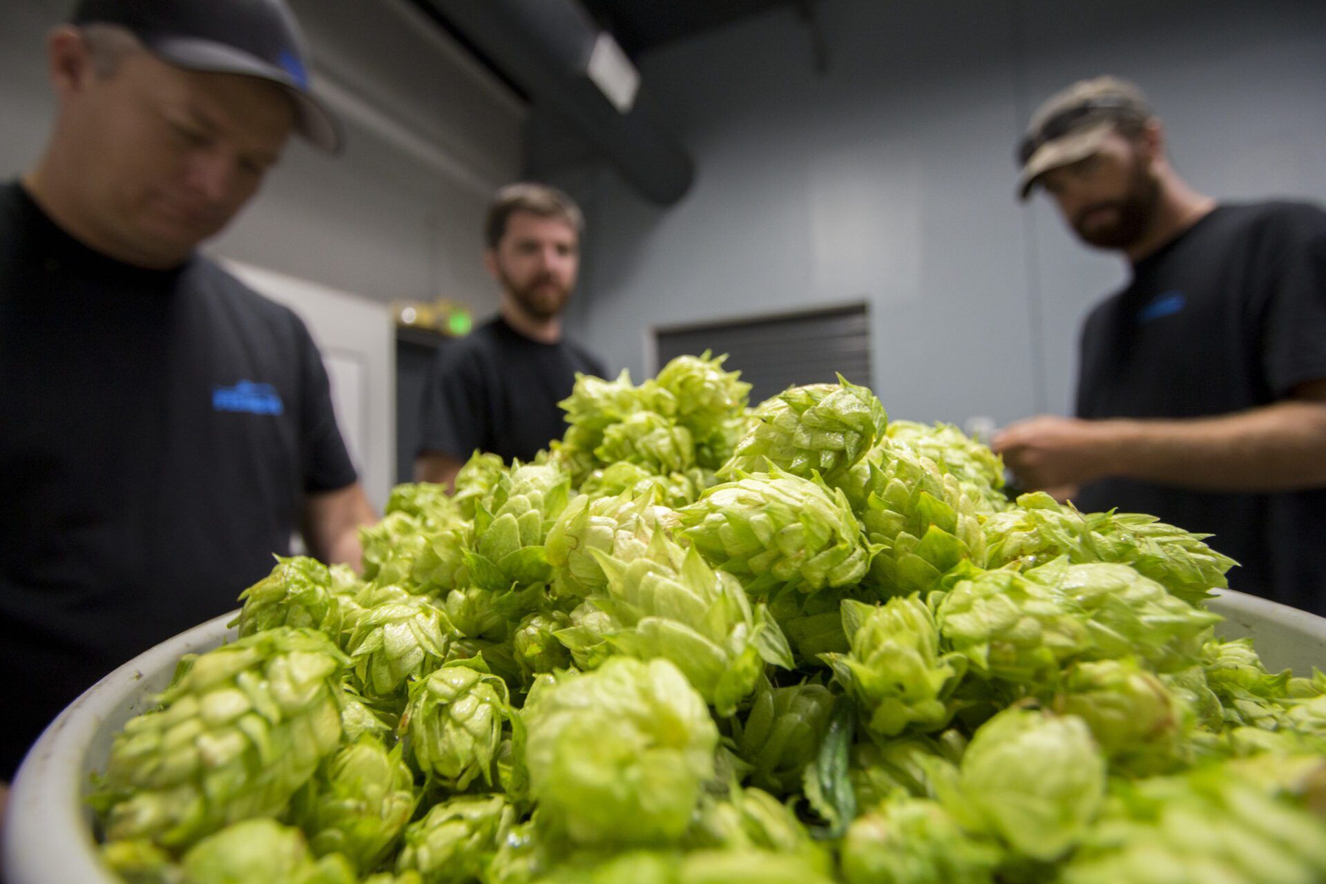 Pulling hops from vines