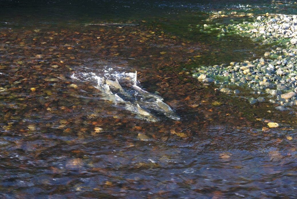 Salmon spawning