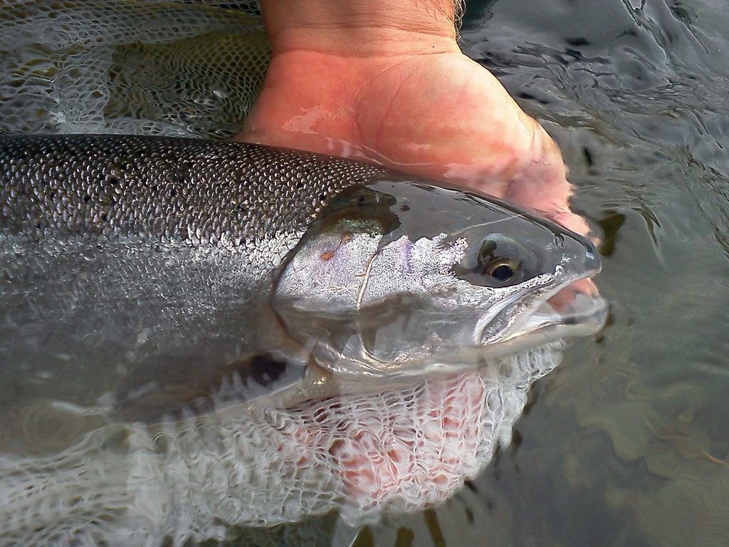 Steelhead