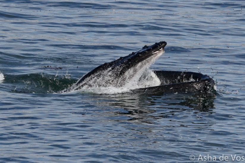 Humpback whale feeding on anchovies