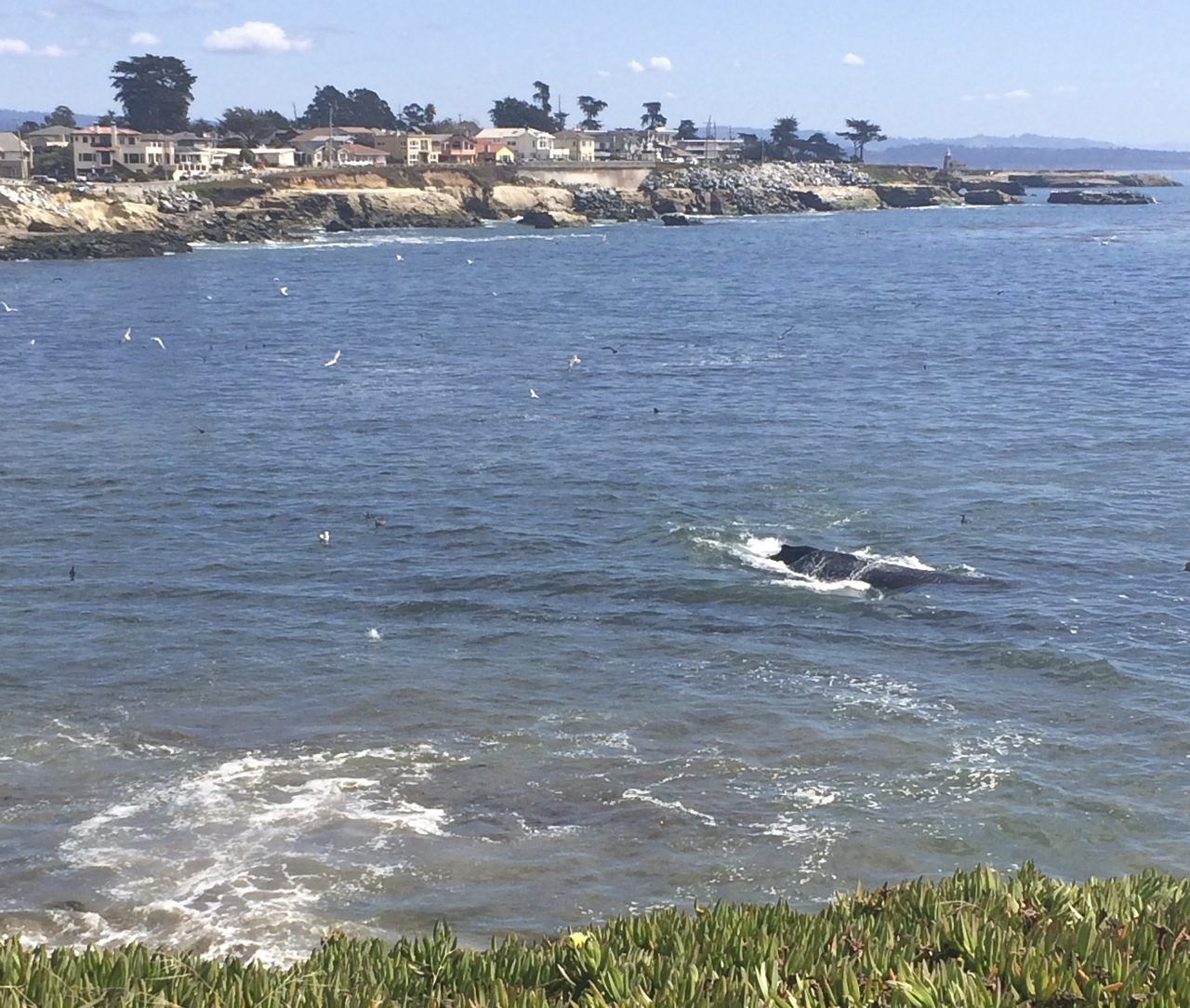 Whale swimming in Santa Cruz