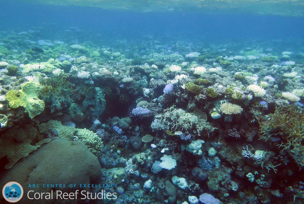 Bleached corals