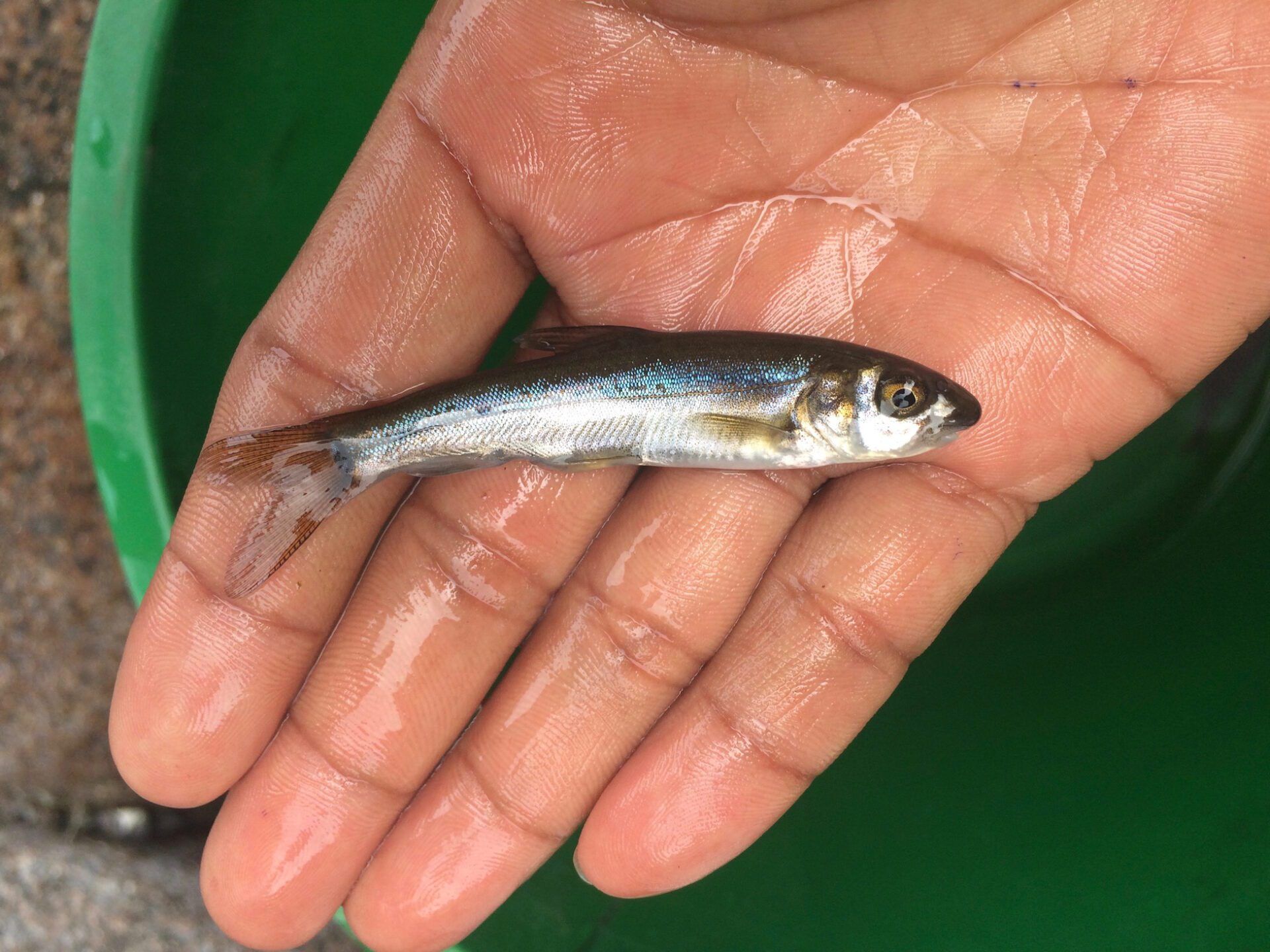 Juvenile snow trout