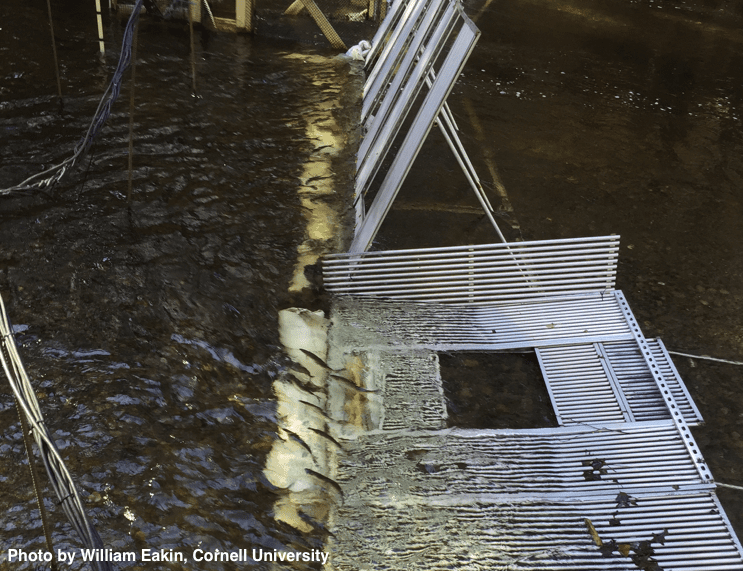 Herring swimming past weir