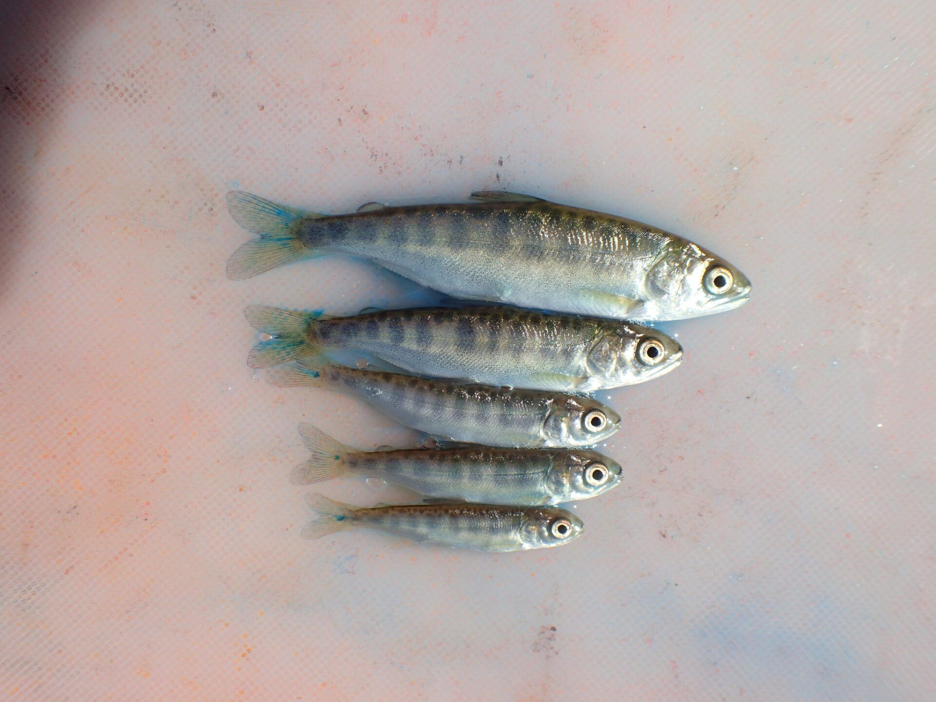 salmon with marked tails