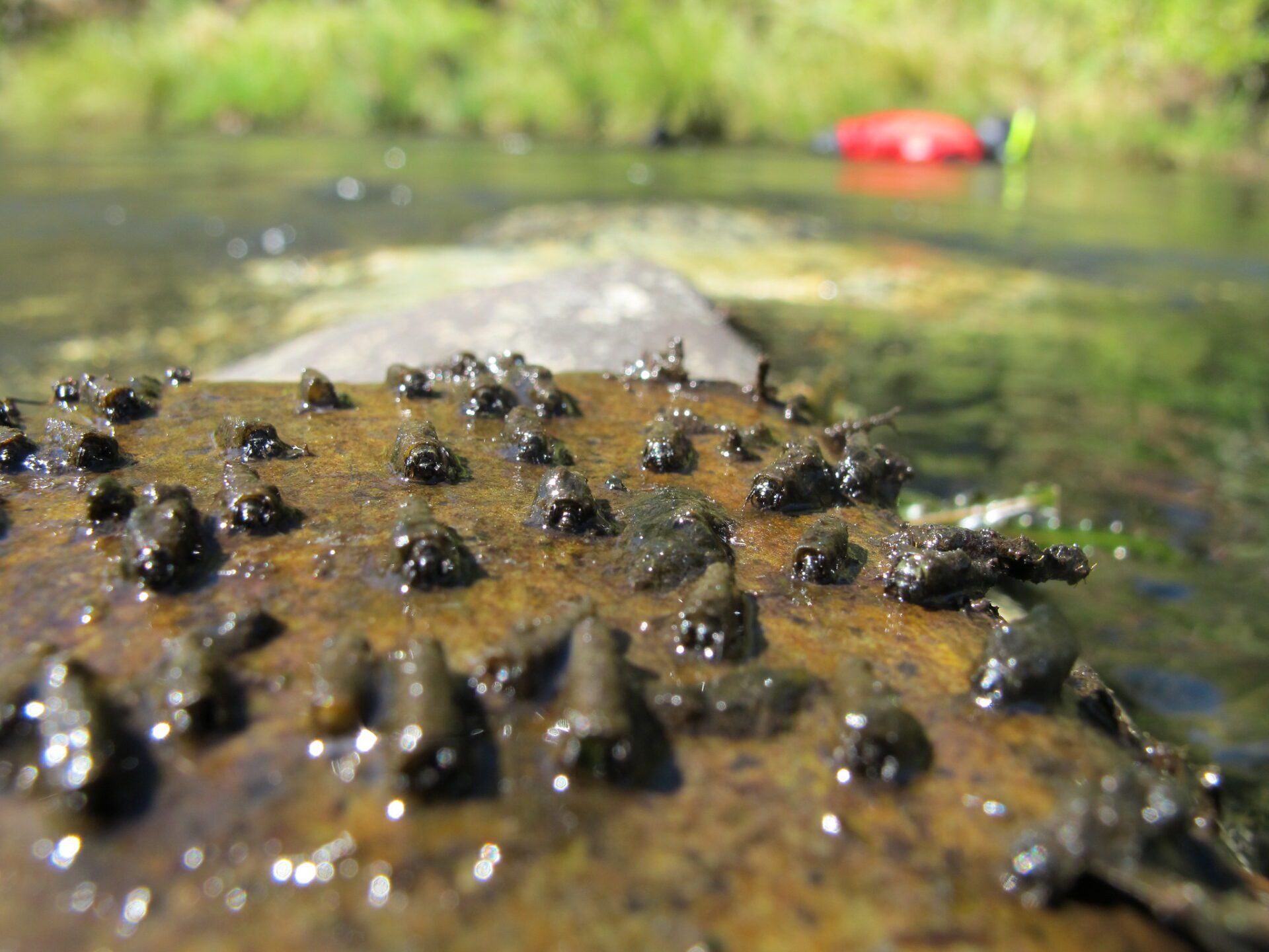 Caddisfly larvae on rock