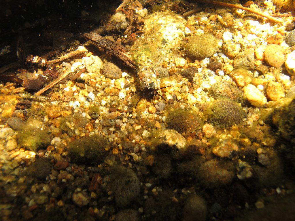 Underwater caddisfly