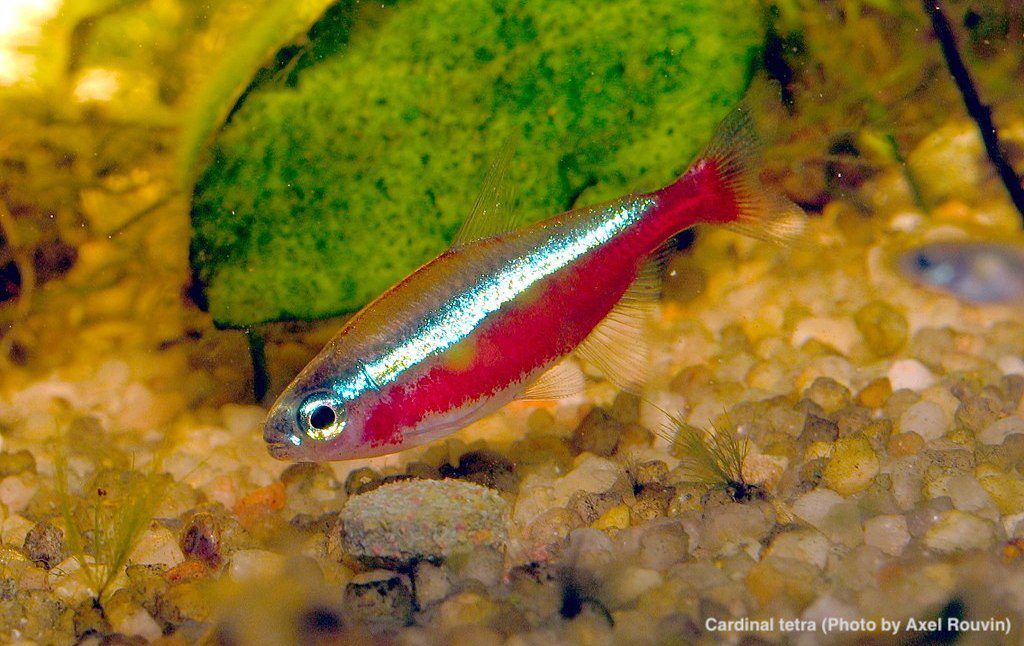 Cardinal Tetra