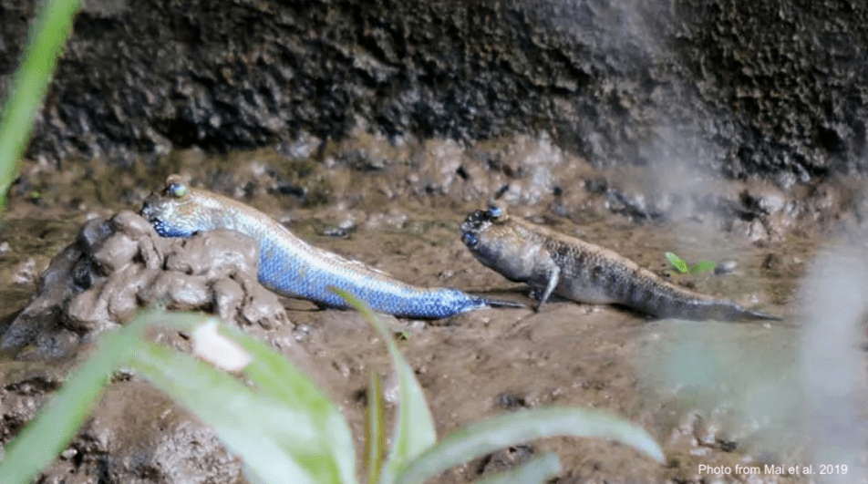 Male and female mudskippers Periophthalmodon septemradiatus